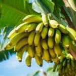 Plátano y sus beneficios: El superalimento que transformará tu salud