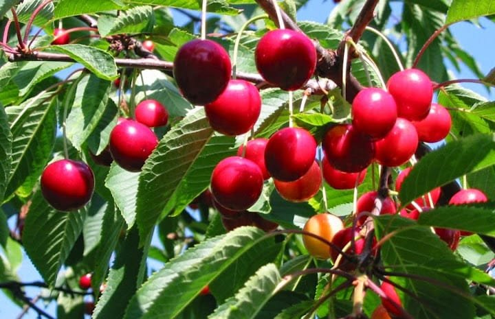 ¿Por qué la cereza es un superalimento delicioso y lleno de beneficios?