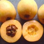 Níspero: La Fruta Milagrosa que Mejora tu Salud y Digestión