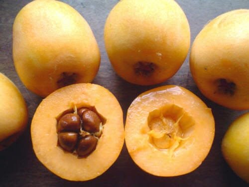 Níspero: La Fruta Milagrosa que Mejora tu Salud y Digestión